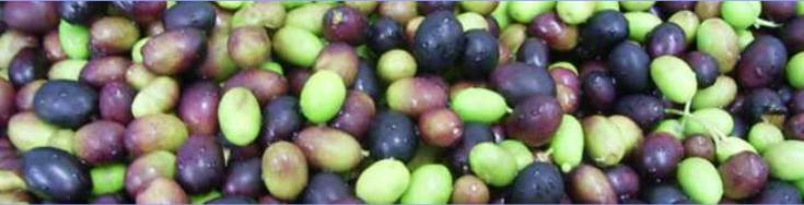 Olives ready for processing