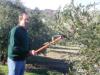 Steve harvesting with an Agritechnic harvester