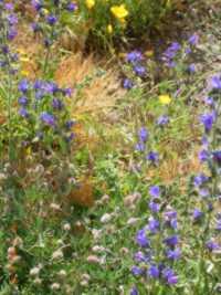 Wildflowers in the grove