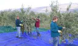 Hand picking olives